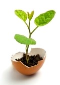 Plant seedling blooming from shell of egg